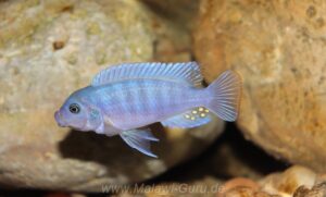 Metriaclima estherae 'Minos Reef'